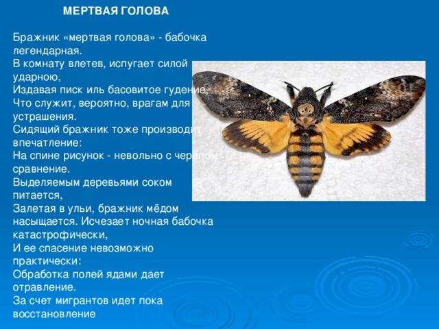 Бражник мертвая голова: фото бабочки и гусеницы, рисунок, описание