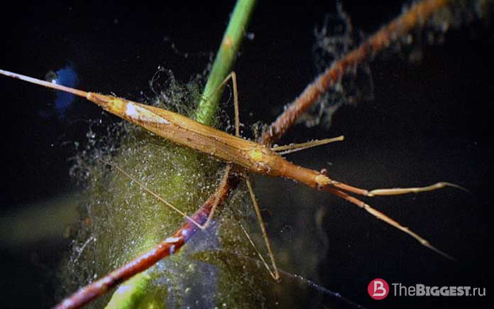 ❶ клоп водомерка. как выглядит насекомое, чем питаются в природе. почему не тонет жук?
