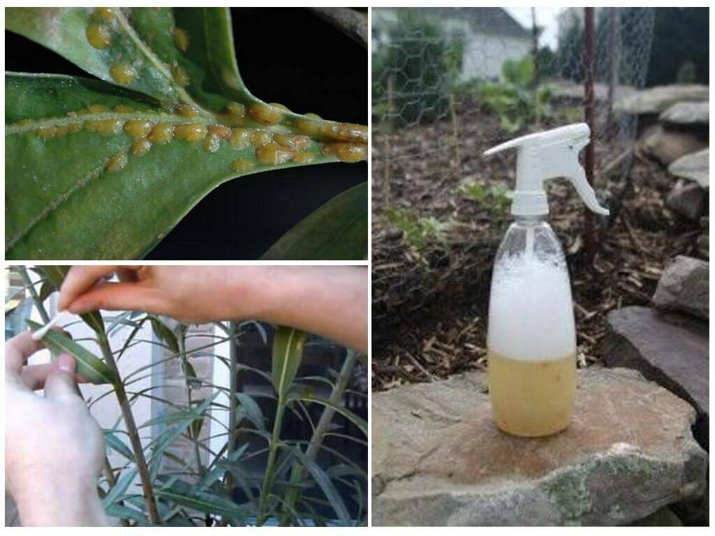 Щитовка на орхидее: как избавиться и как бороться с вредителем, фото и видео по теме