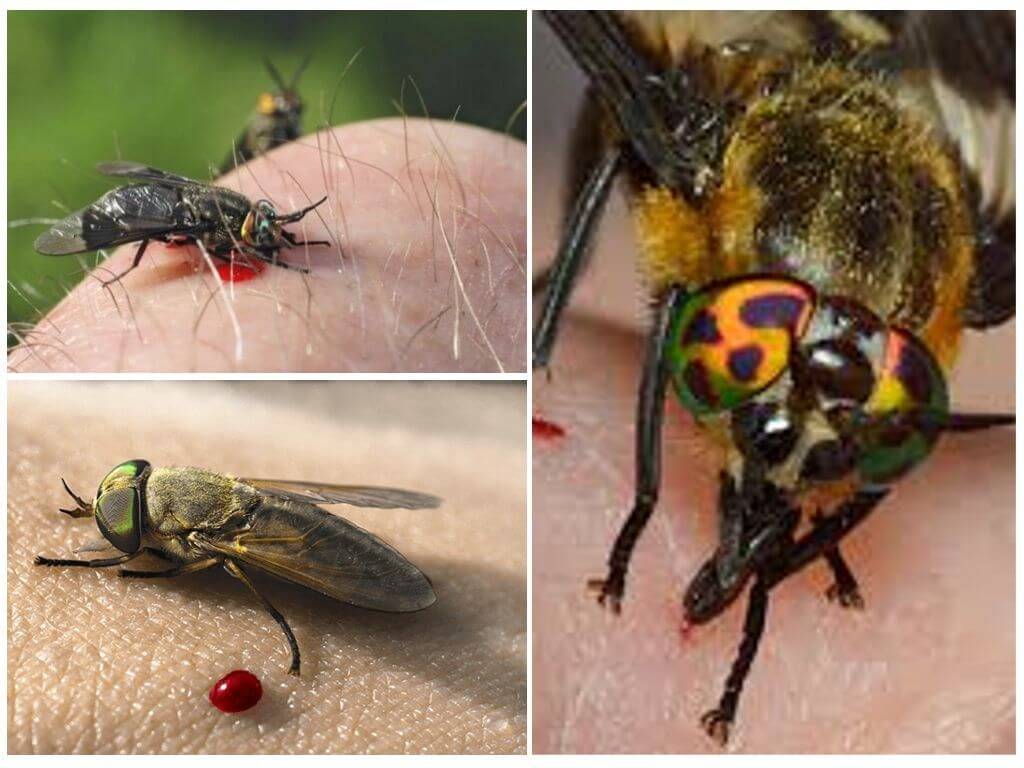 Отличие слепня и овода (фото): в чем разница между насекомыми, чем отличается шершень