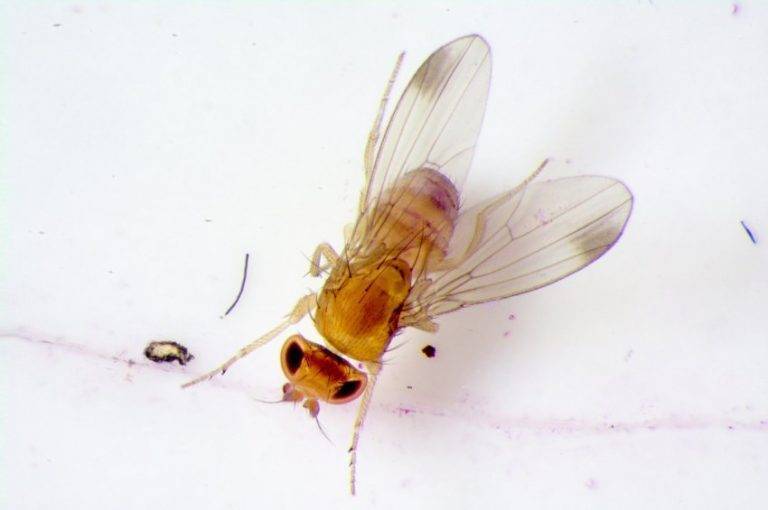 Откуда берутся и как избавиться от мух дрозофил? / как избавится от насекомых в квартире