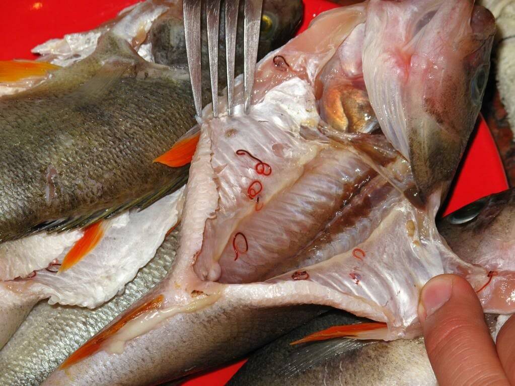 В какой рыбе есть паразиты и чем они опасны для человека