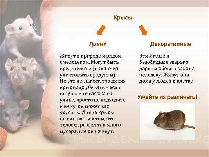 Сколько живут крысы, как выглядят разные виды и породы, их вес и размер?