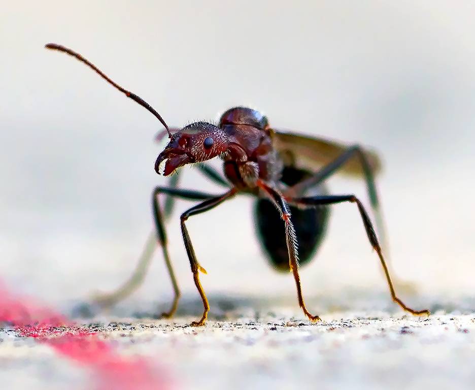 Летучие муравьи в доме: как избавиться