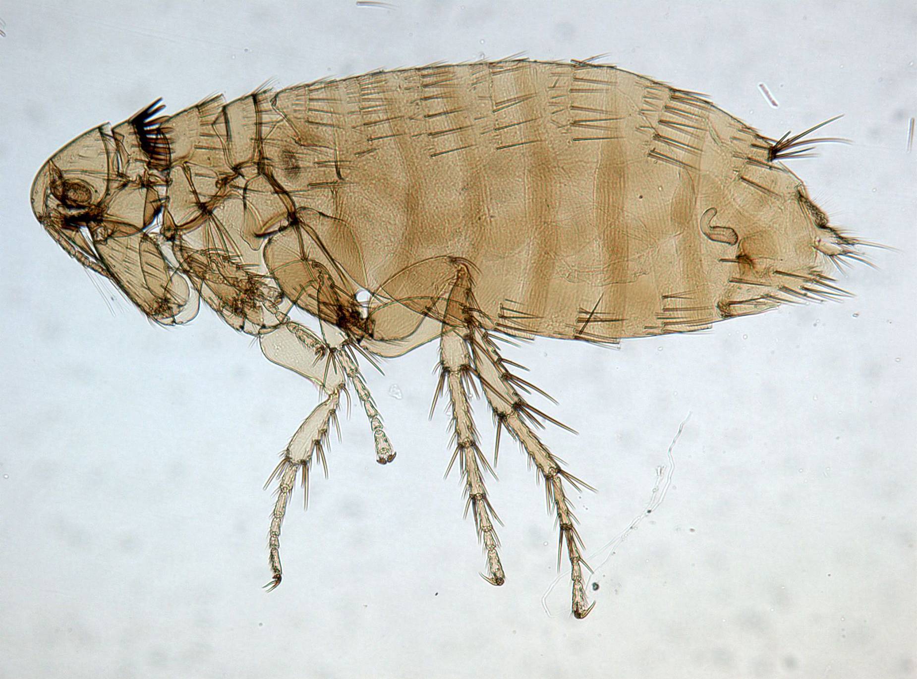 Платяная вошь (Pediculus humanus corporis)