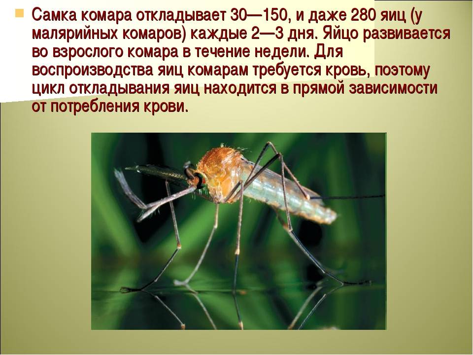 Сколько зубов у комара википедия. особенности строения комара. почему комары кусают не всех