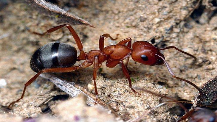 Основные виды и описание муравьев