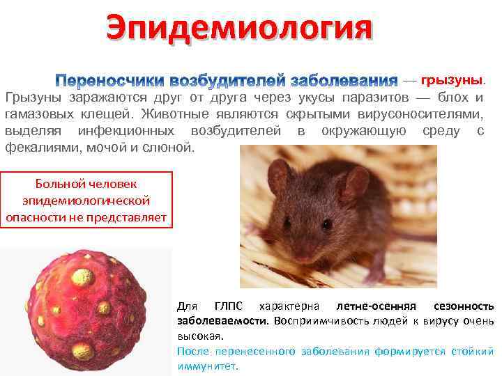 Гигантские крысы: факт или вымысел? как избавиться от крыс