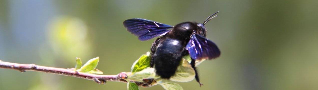 Пчела плотник (черный шмель) с синими крыльями - описание, фото