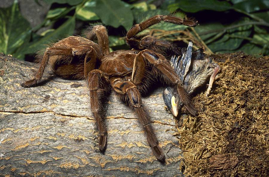 ᐉ чем кормить паука в домашних условиях? - zoomanji.ru