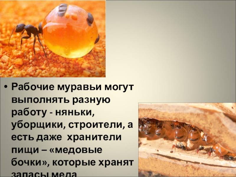 Фараоновы муравьи – вред, как размножаются и как быстро уничтожить