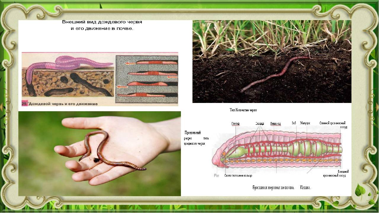 Роль дождевых червей в природе, а также польза от них и вред