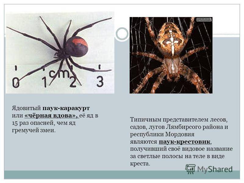 Какие пауки самые ядовитые и опасные на планете