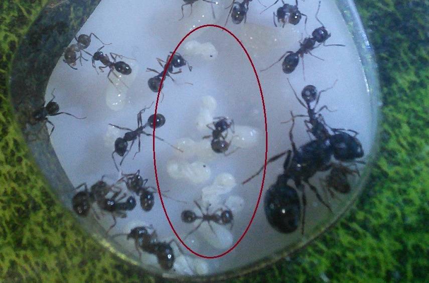 Спят ли муравьи