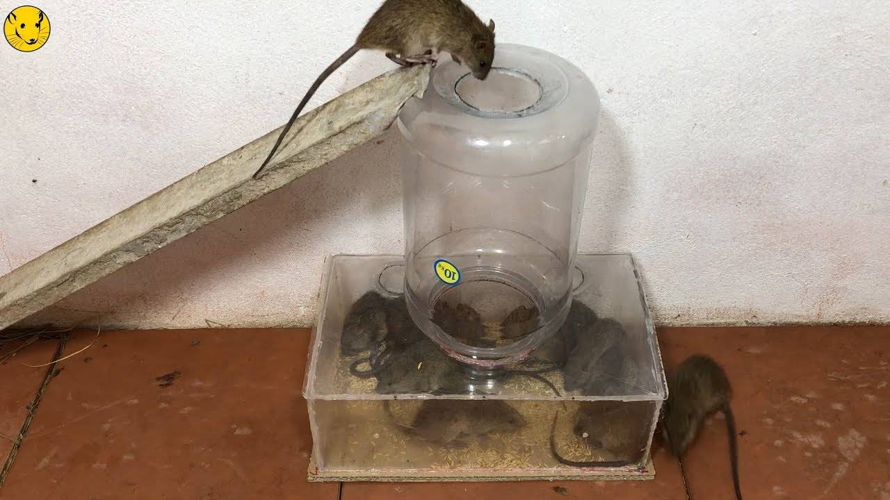 Обзор самых эффективных средств для борьбы с мышами и крысами