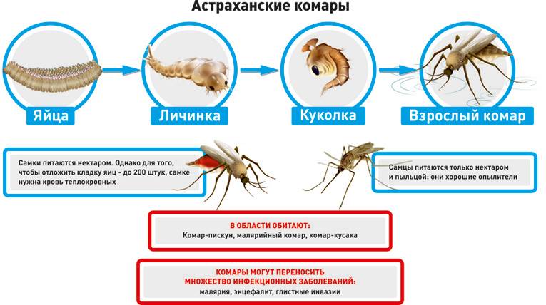 Кто питается комарами и их личинками. Животные которые питаются личинками комаров. Схема развития комара. Кто питается. Цикл развития комара обыкновенного.