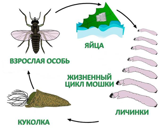Размножение мух: органы размножения, выкладка яиц, развитие личинок и жизненный цикл : labuda.blog