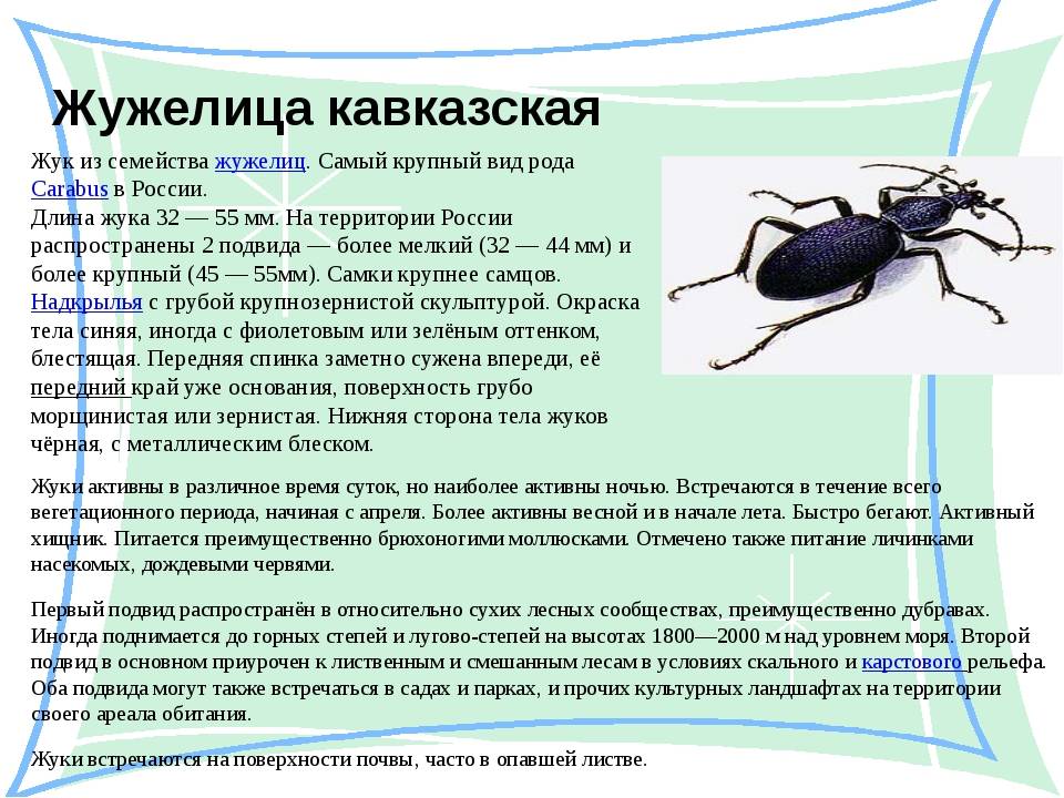 Жужелица насекомое. описание, особенности, виды, образ жизни и среда обитания жужелицы | живность.ру