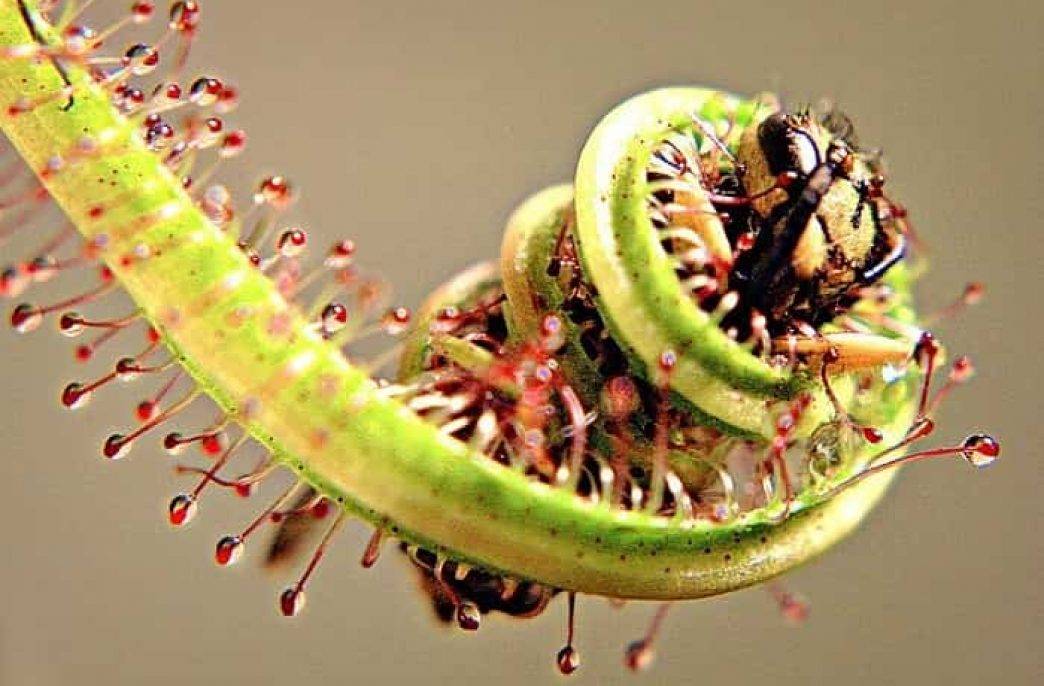 Растения-хищники: фото, название, описание насекомоядных растений