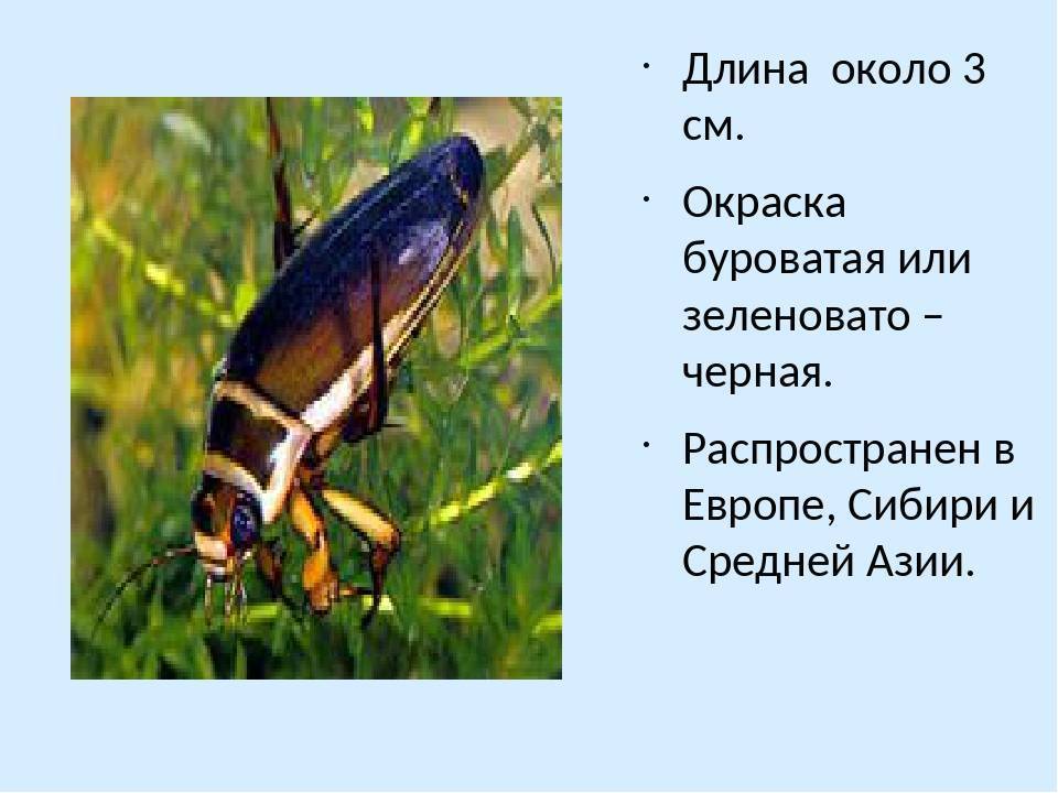 Жук плавунец: описание с фото, чем питается, среда обитания