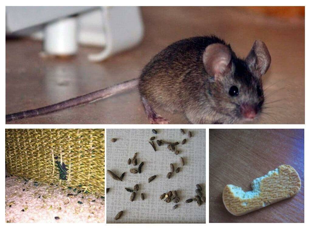 Средство от мышей в доме, от которого они уходят навсегда, народные средства
