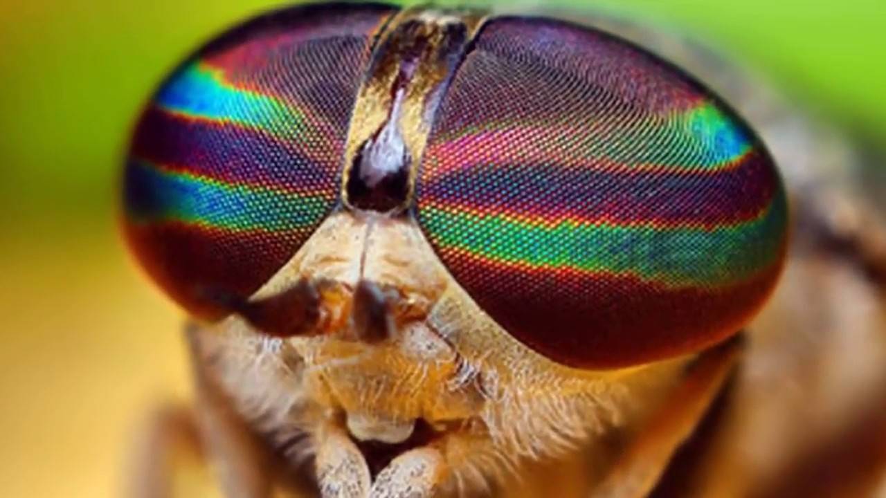 Сколько кадров в секунду видит муха и сколько у неё глаз