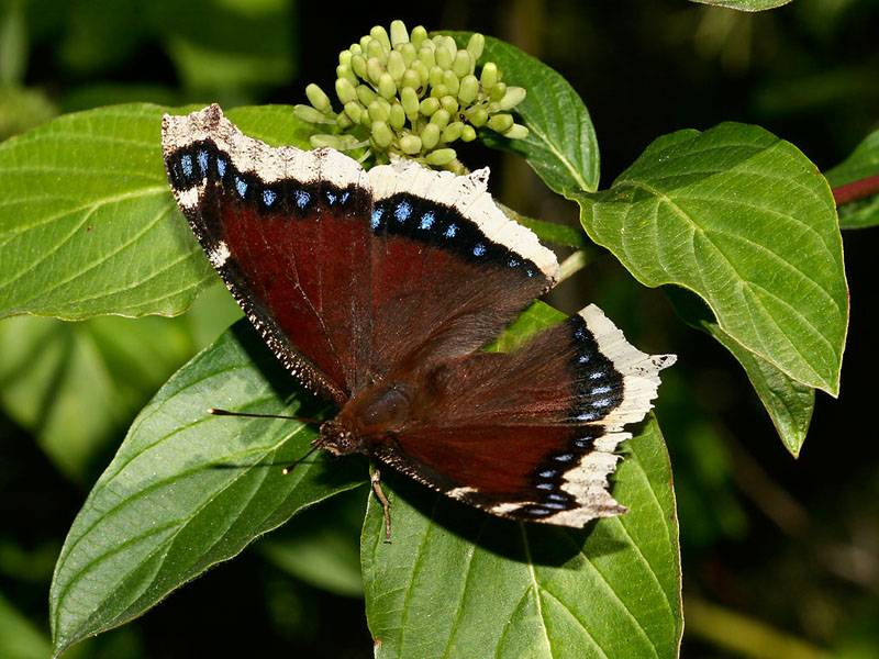 Бабочка репница - описание, среда обитания, виды