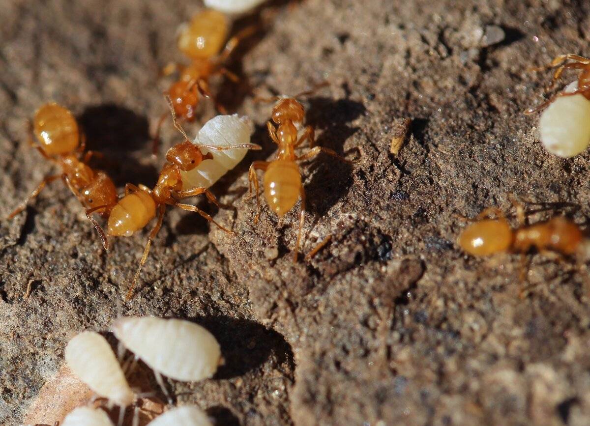 Размножение и стадии развития муравьев