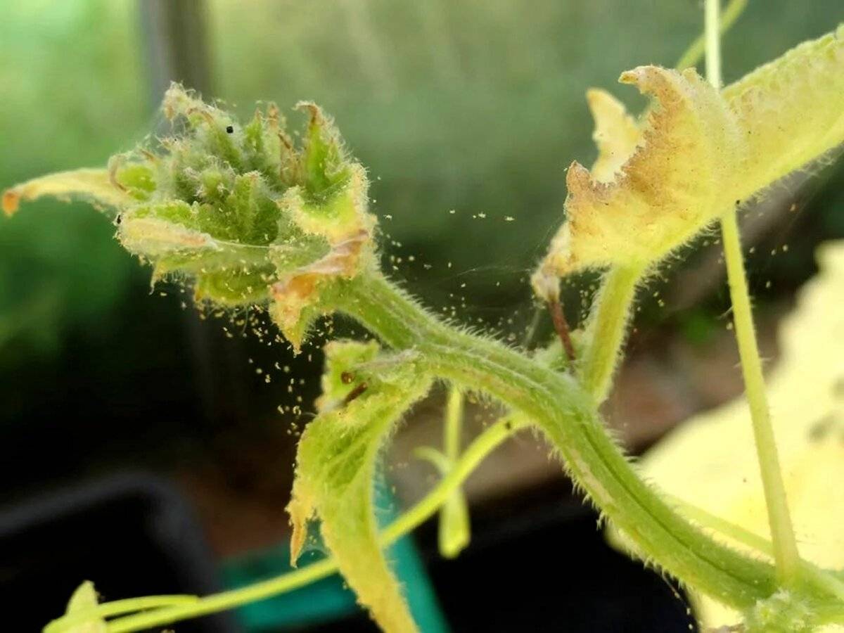 Эффективные способы борьбы с паутинным клещом на помидорах