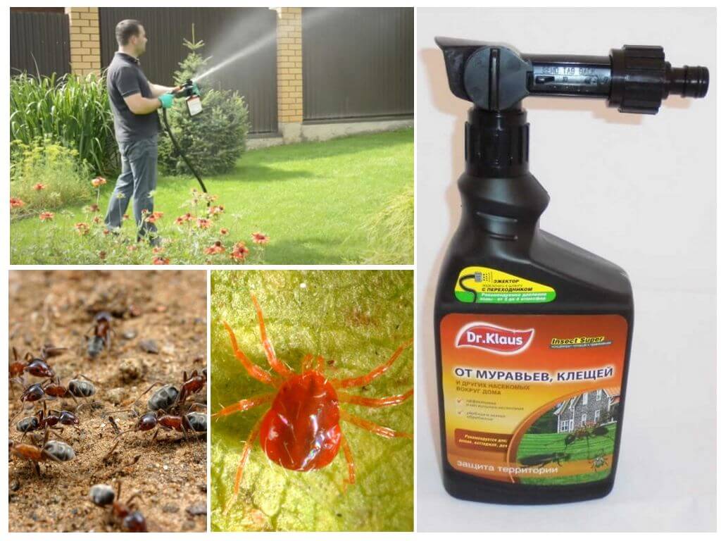 Средство от муравьев: самые эффективные домашние методы и химические составы