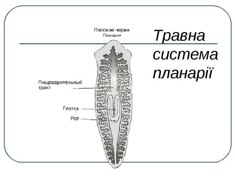 Планария пресноводная: особенности, питание, размножение — ribnydom.ru