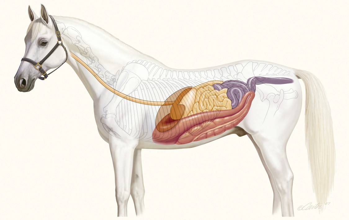 Строение желудка лошади: пищеварительная система, слизистая оболочка и ее зоны