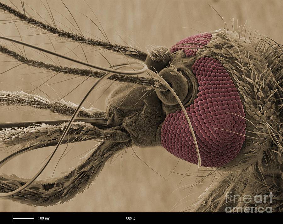 Нос комара под микроскопом. шесть тонких игл - ученые сняли на видео, как комар пьет кровь. как снять зуд от укусов комаров