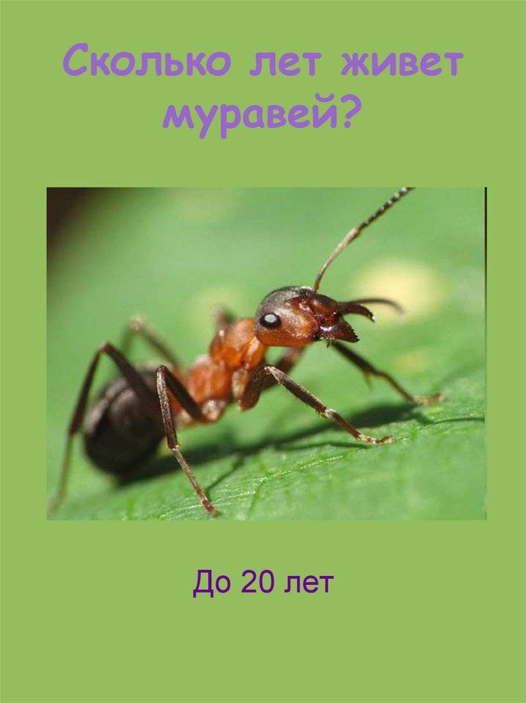 Сколько живет муравей