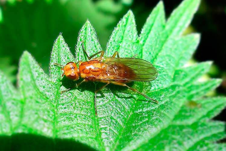 Морковная муха: как с ней бороться, описание и признаки появления