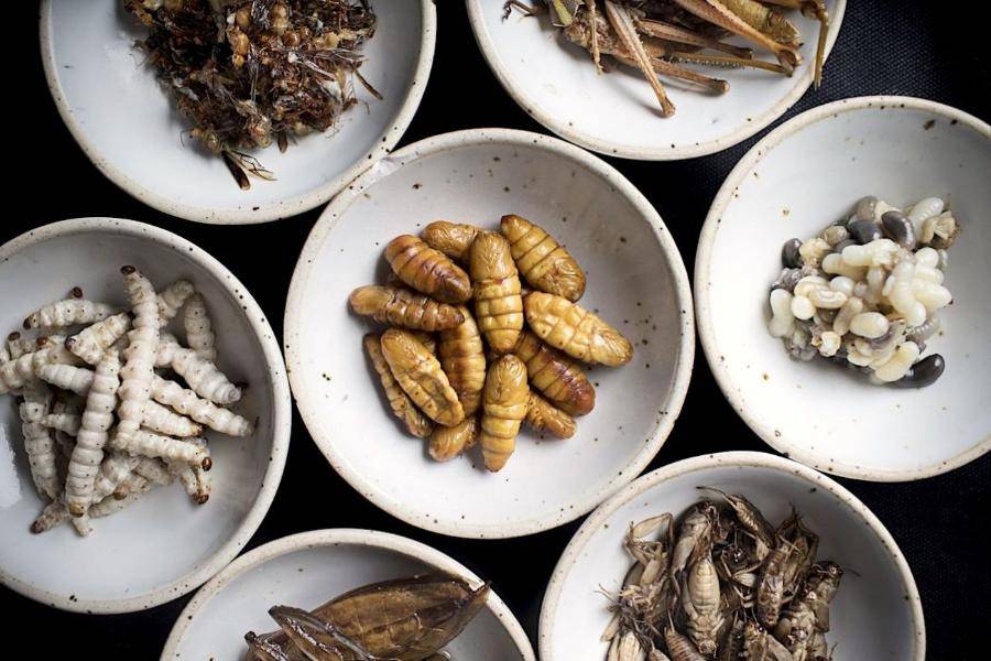 Чем питаются осы и их личинки - любимые и необычные лакомства