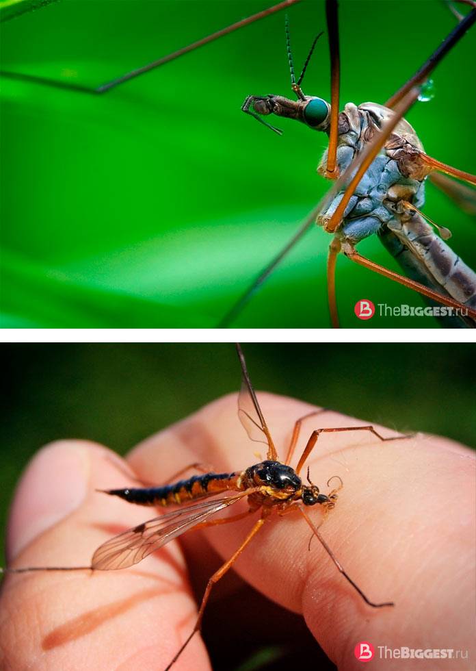 Большие комары-долгоножки