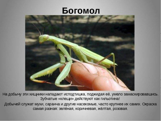 Богомол – красивое и опасное насекомое