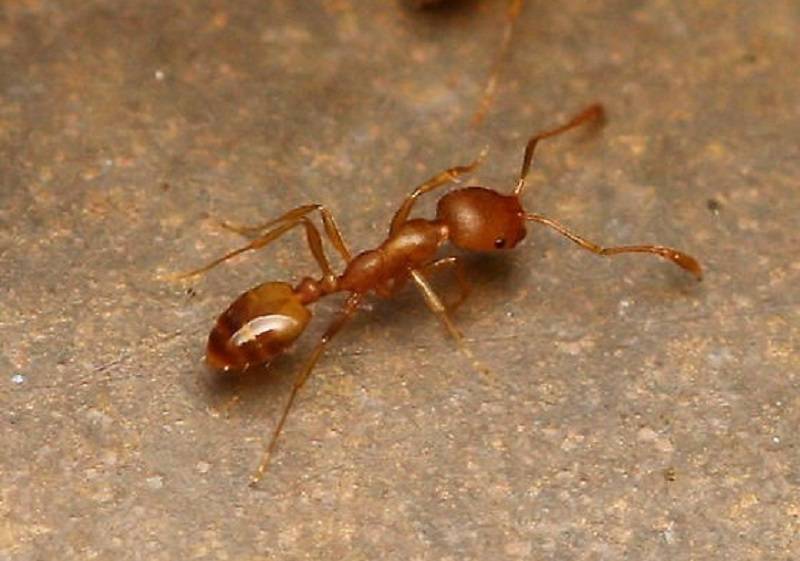 Lasius flavus | клуб любителей муравьев