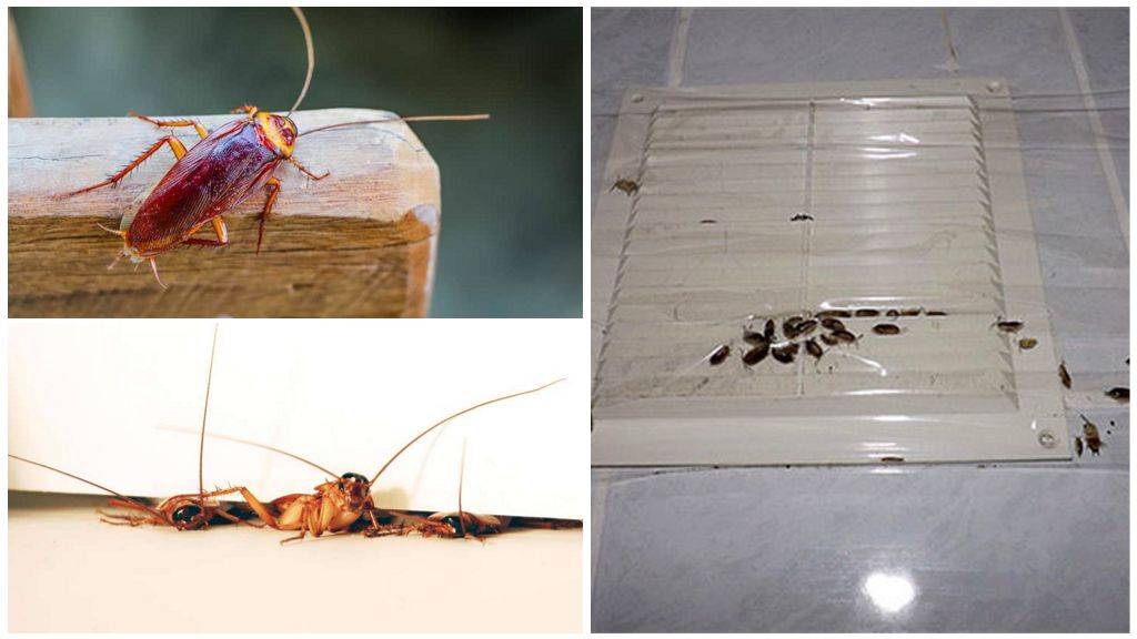 Откуда берутся тараканы в квартире и как от них избавиться