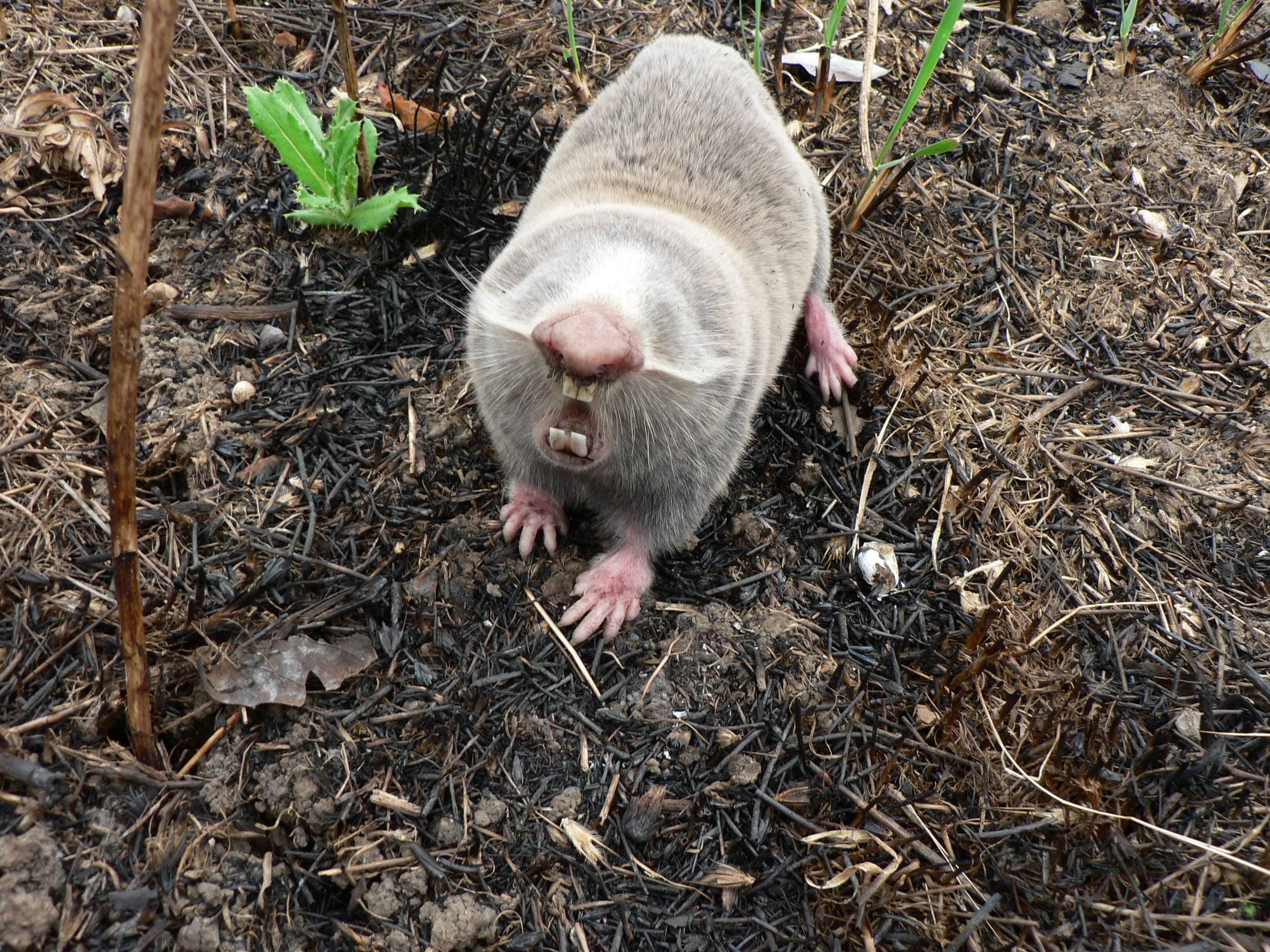 Земляная крыса в огороде - фото и методы борьбы