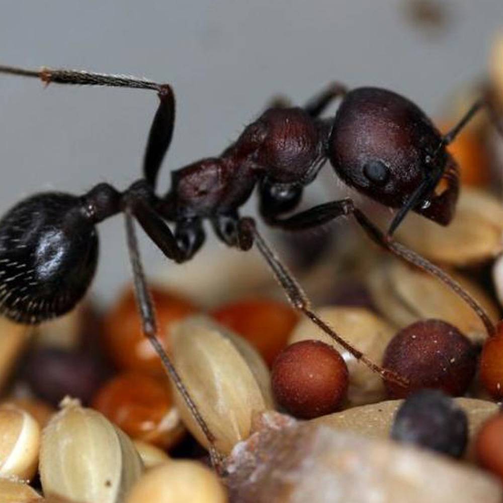 Место муравьёв в пищевой цепочке — domovod.guru