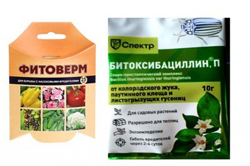 Как бороться с паутинным клещом в теплице 20 легких способов