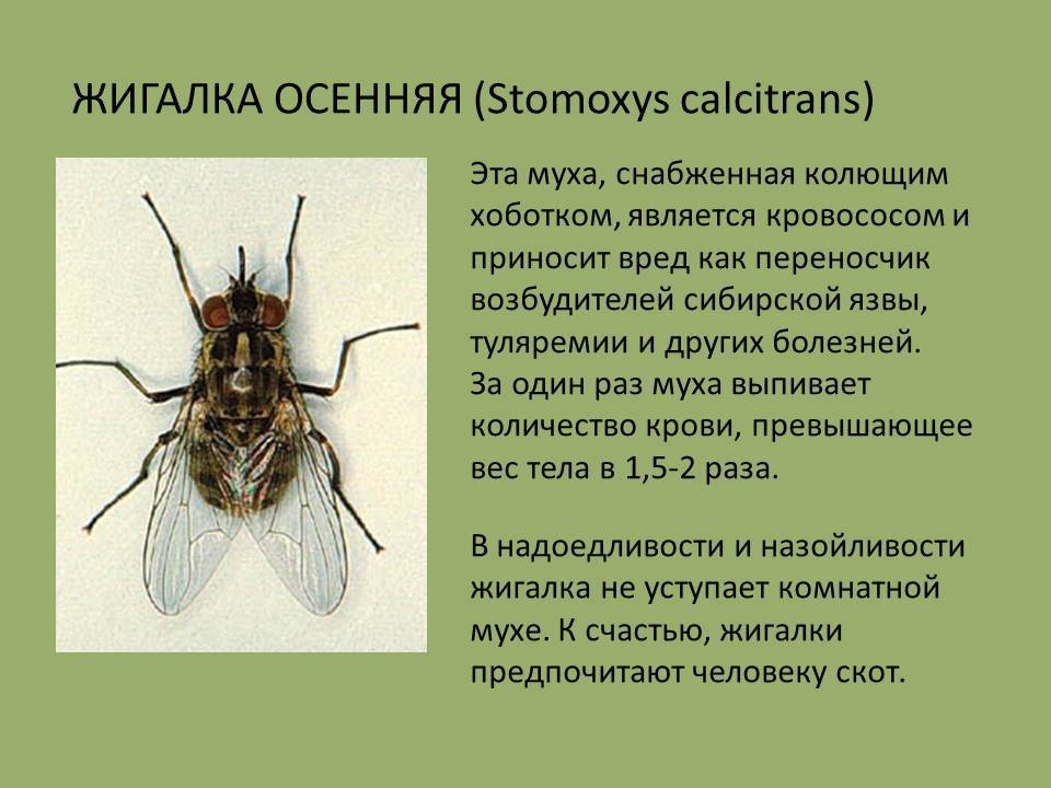 Москиты - это насекомые кровопийцы, переносчики заболеваний