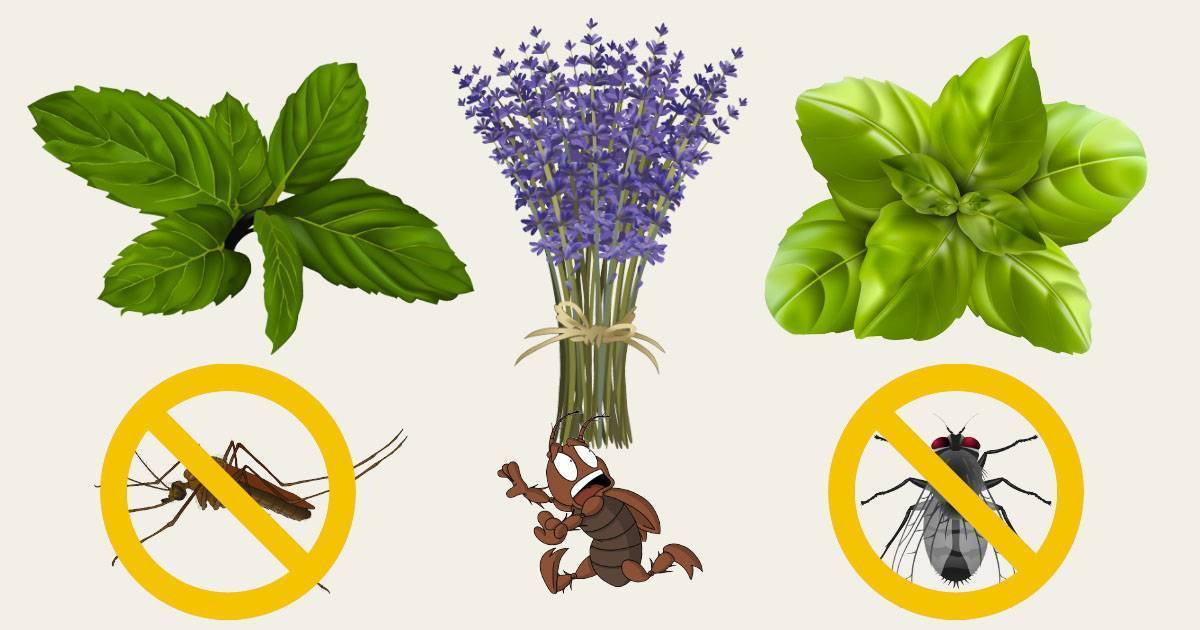 Какие растения отпугивают комаров - травы, деревья и цветы
