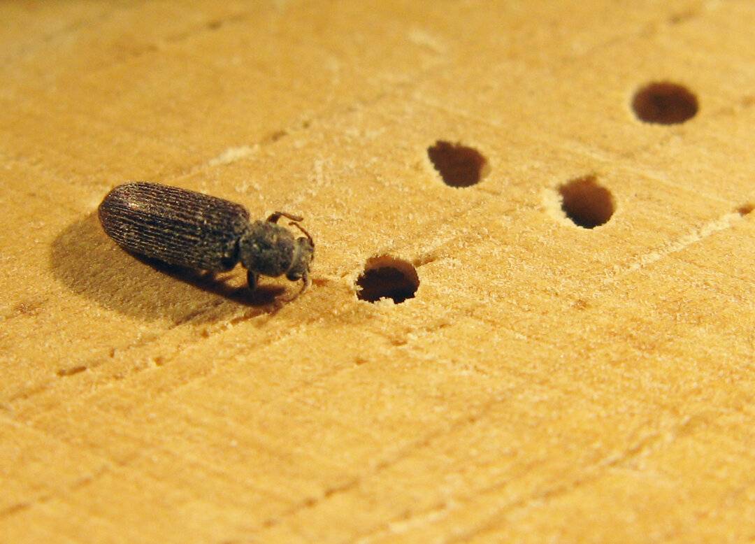 Борьба с древесным жуком в доме: народные и профессиональные методы