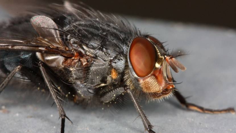 Чем питается муха