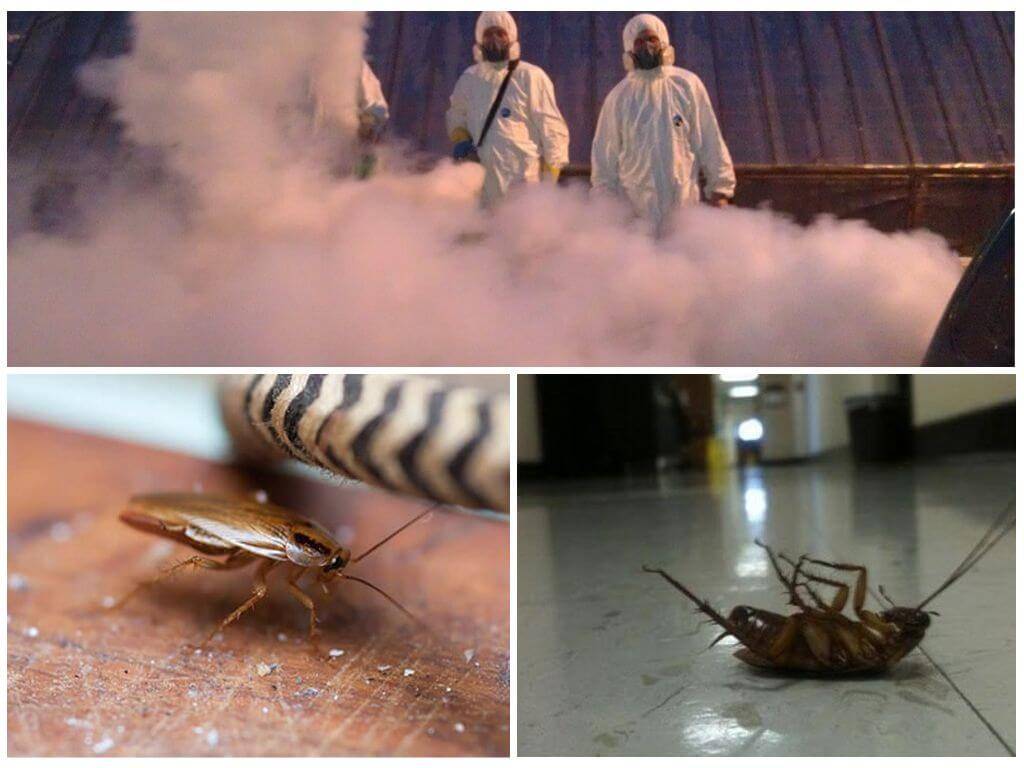 Холодный туман от тараканов: описание, подготовка и обработка