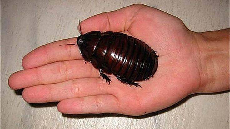 Откуда берутся черные большие тараканы в квартире и как не допустить их появления