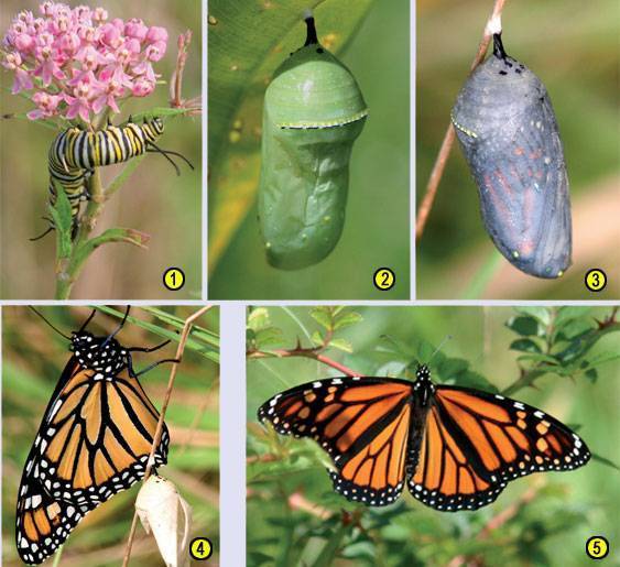 Как гусеница превращается в бабочку